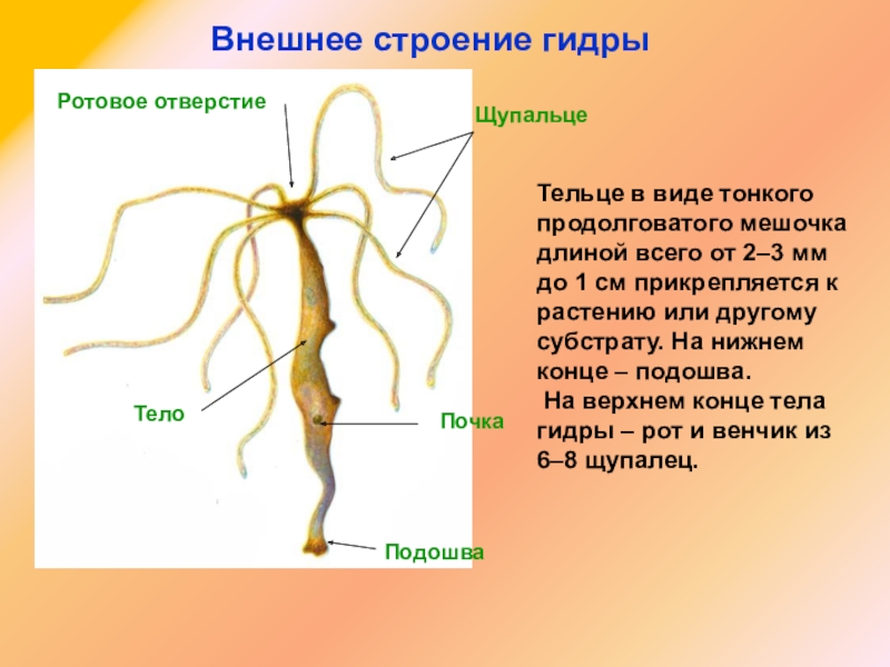 Ссылка кракен даркнет маркет